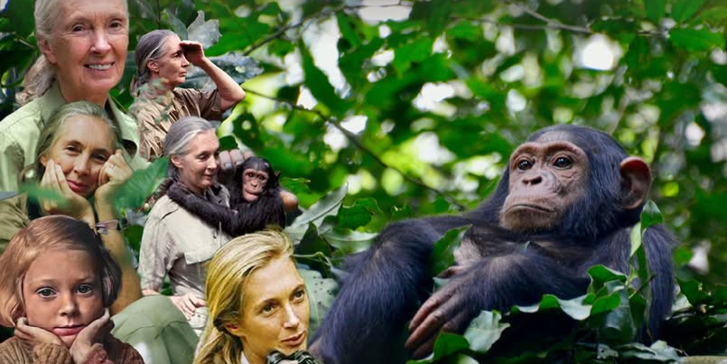 Jane Goodall's legacy as a pioneering primatologist and conservationist
