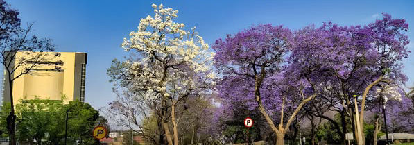 Jacarandas in bloom transform Windhoek every October