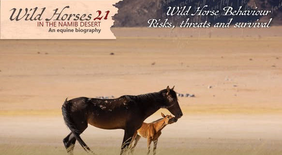 Wild horses in Namibia