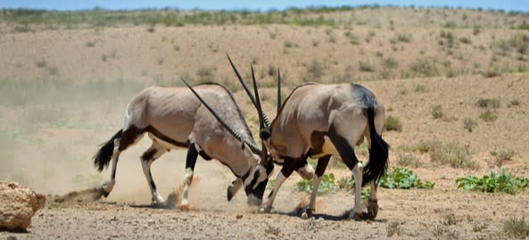 Kgalagadi Peace Parks