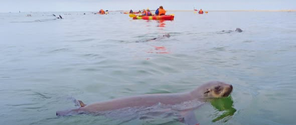 Kayaking with seals on the Walvis