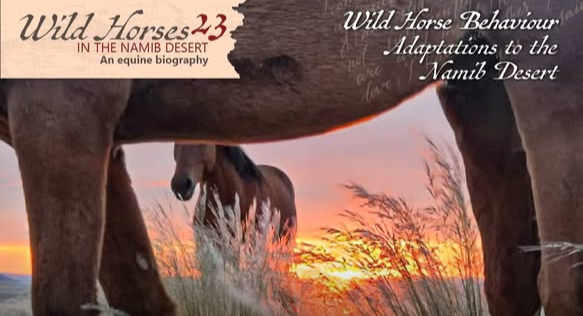 Wild Horses in the Namib Desert - 23
