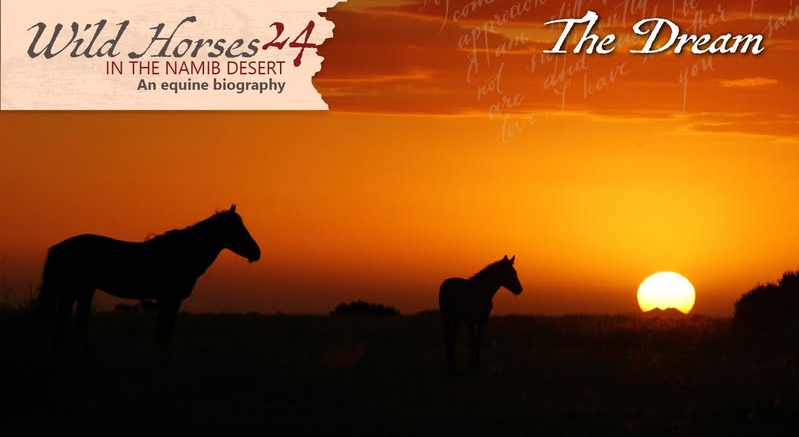 Wild horses in the Namib Desert - 24