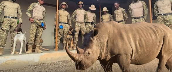 Rhino's in the Gondwana Canyon Park