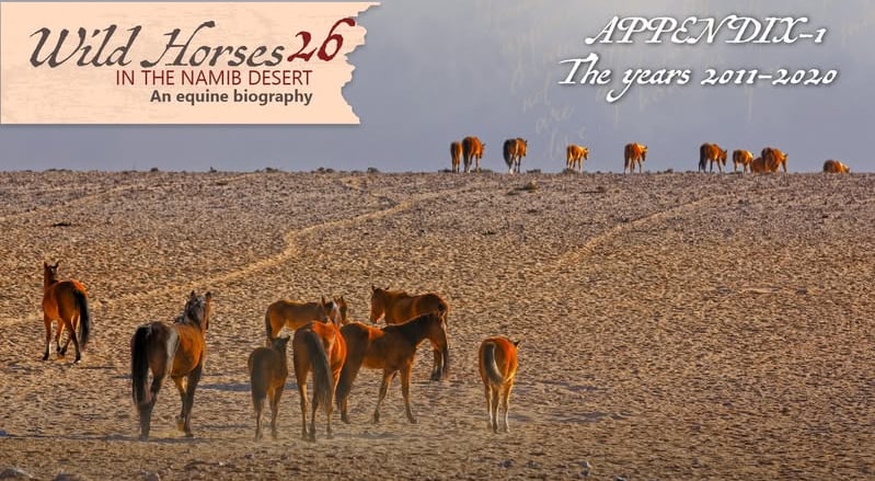 Wild Horses in the Namib Desert -26