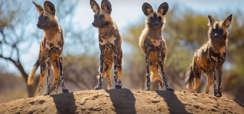 Afrika se wilde honde