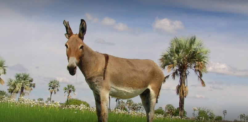Significance of donkeys in Namibia