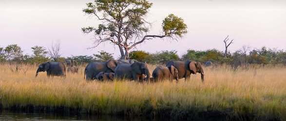 Zambezi Mubala Lodge