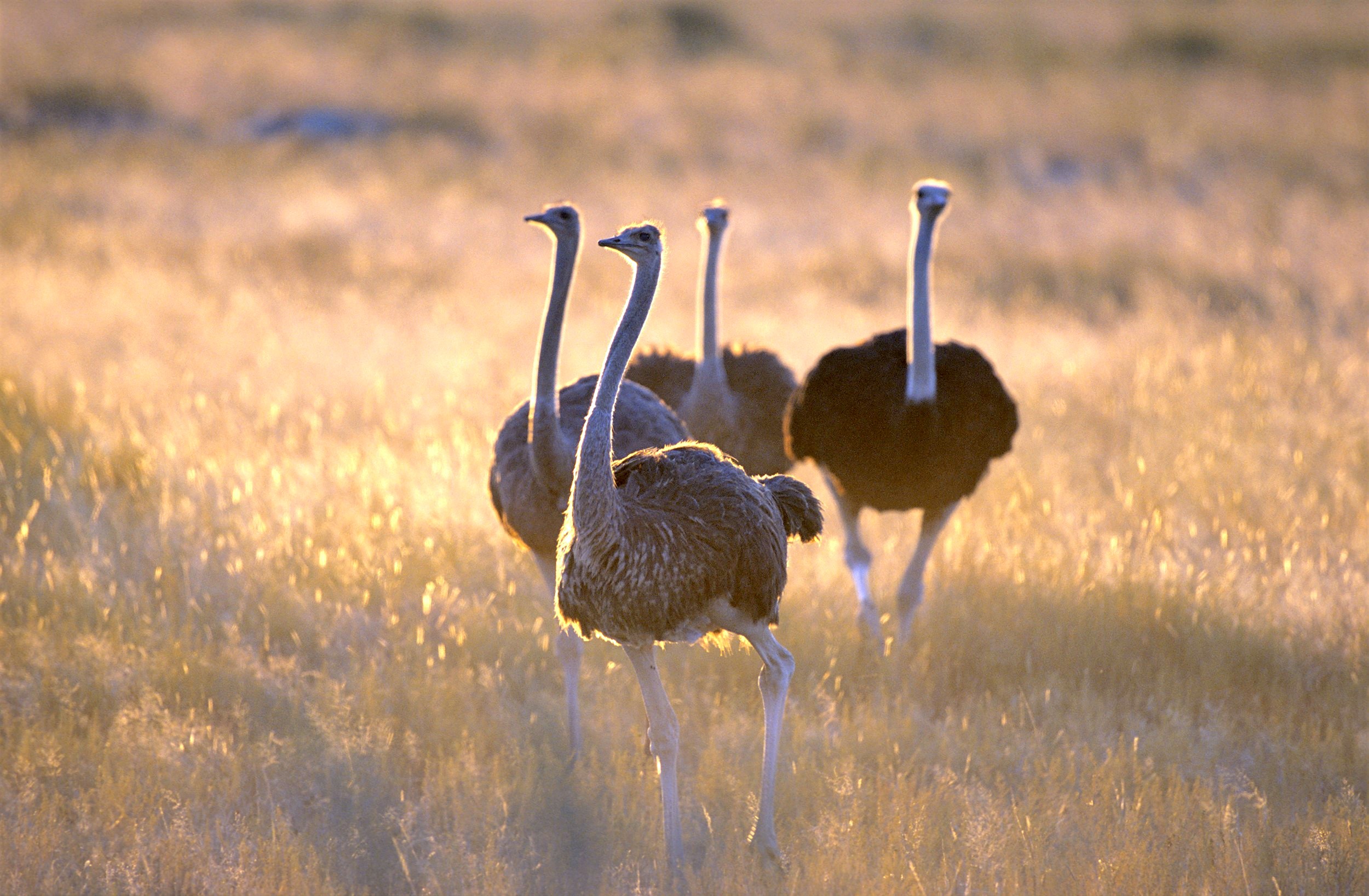 travel agency in namibia