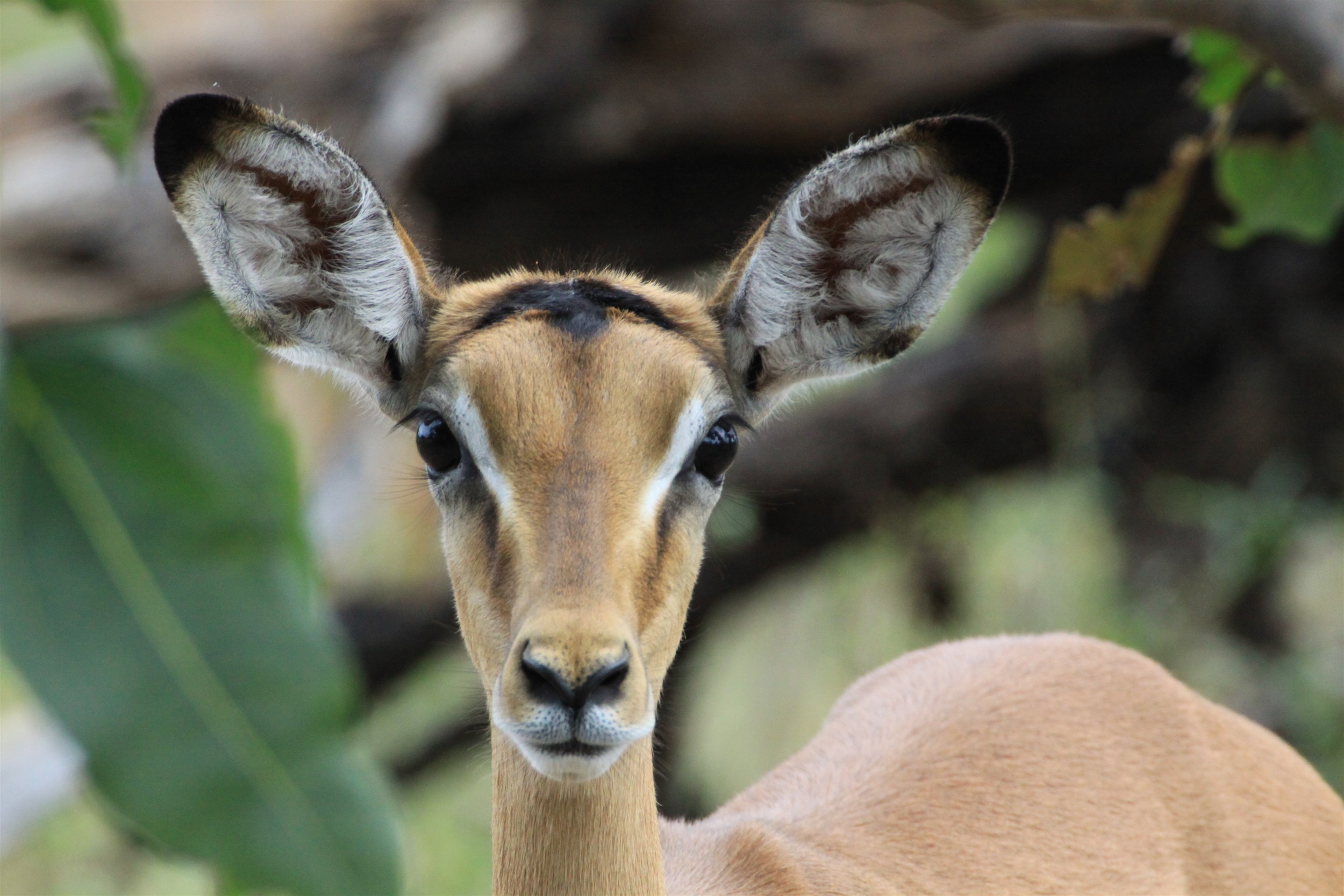 tourism companies in namibia