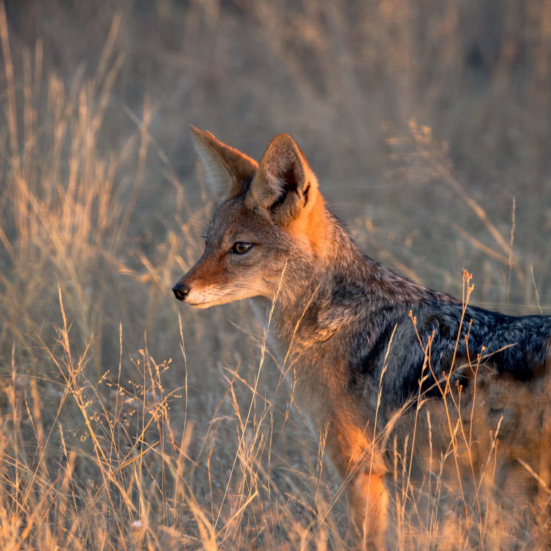 tourism companies in namibia