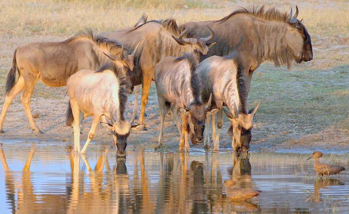 tourism companies in namibia