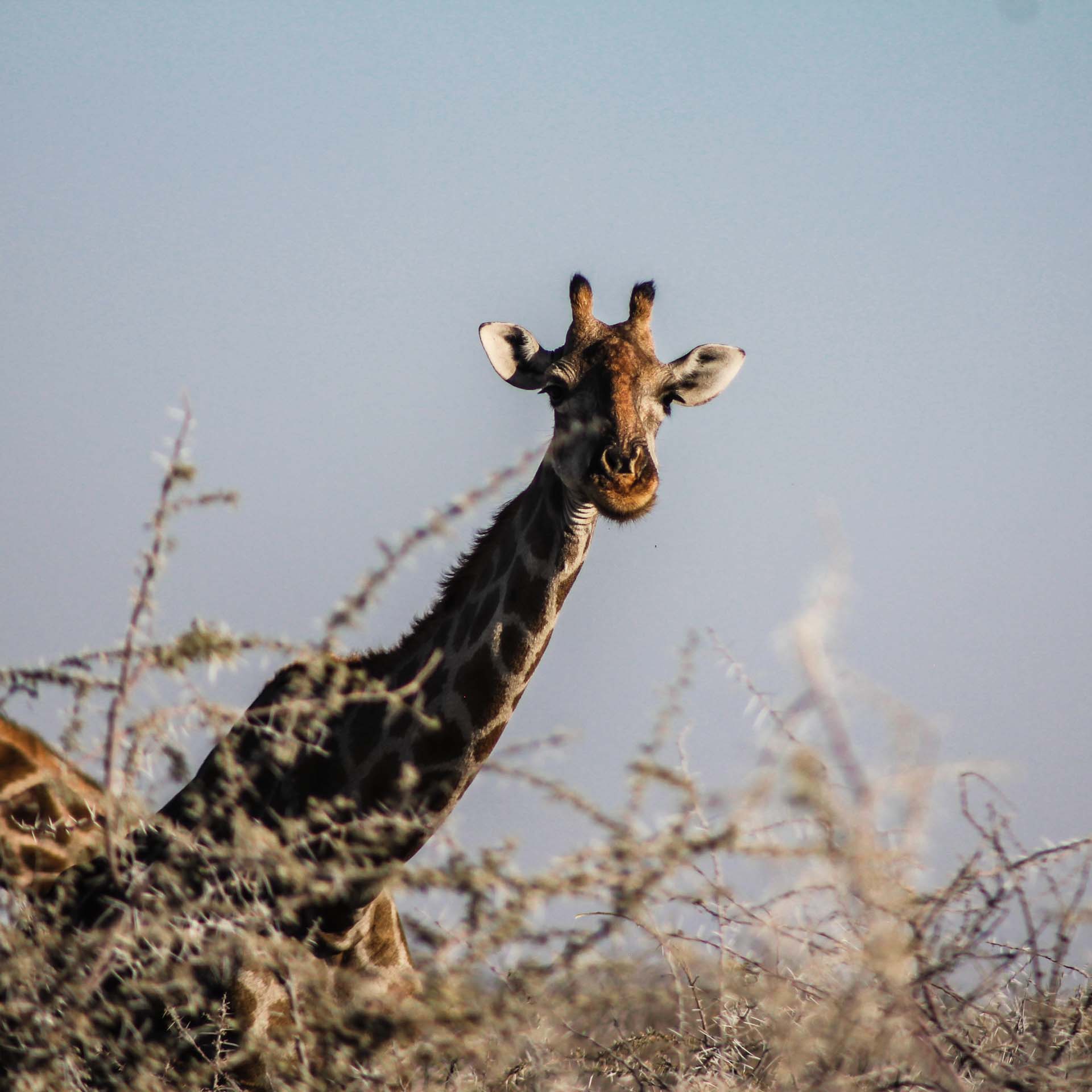 tourism companies in namibia