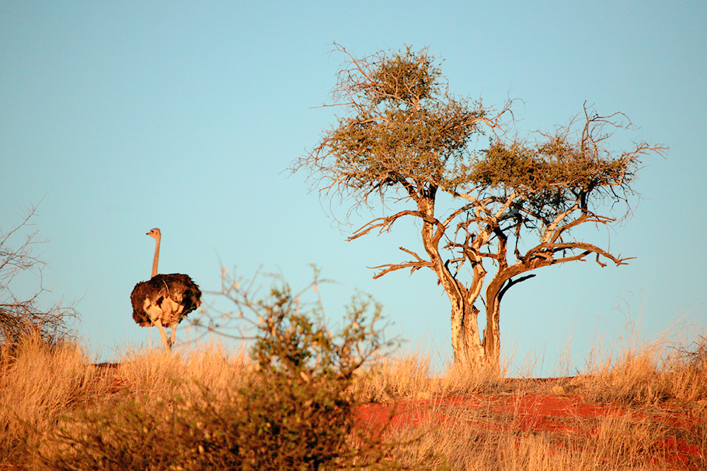 travel agency in namibia