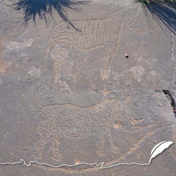 Rock engravings in Namibia