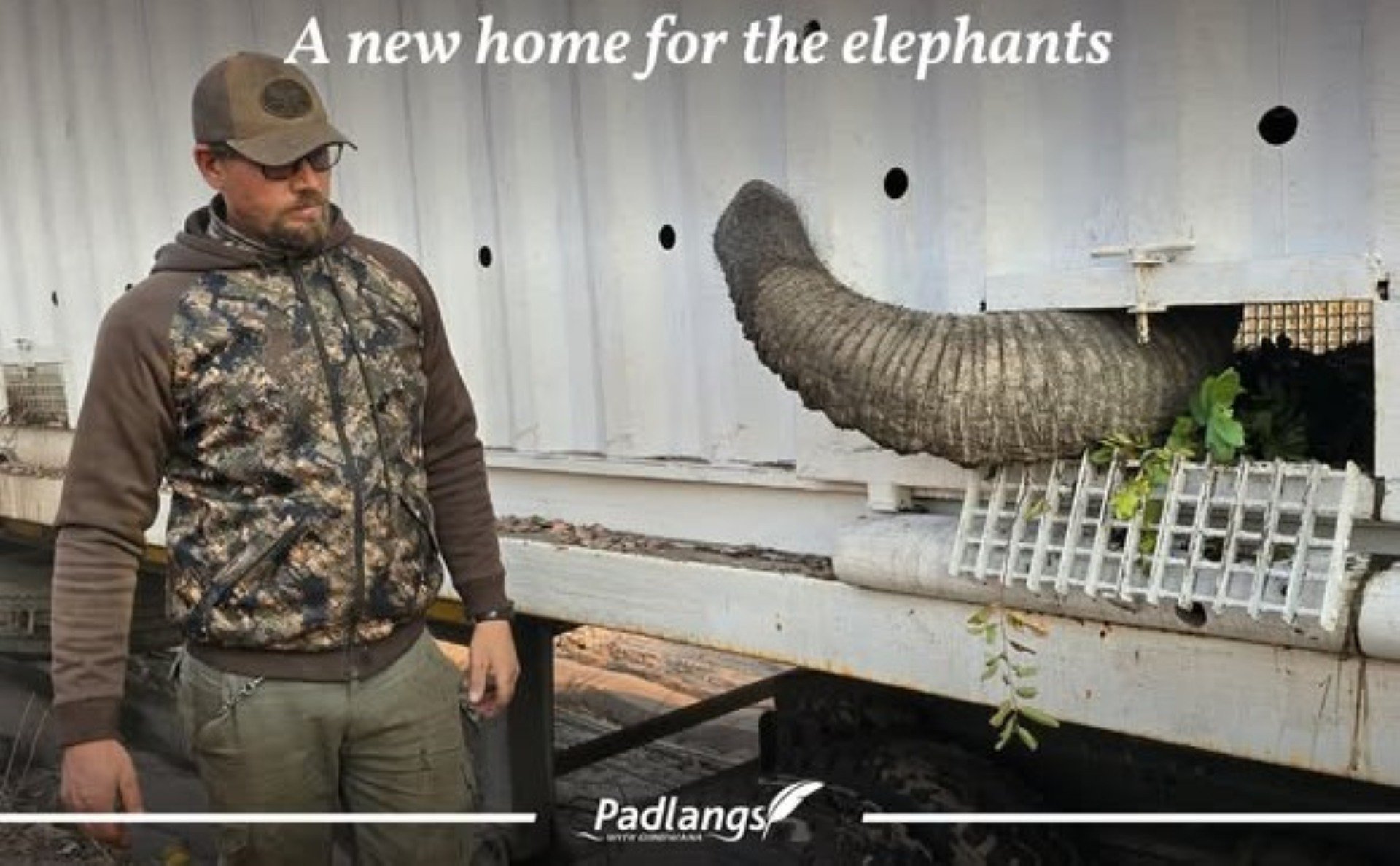 A group of elephants from Mount Etjo Safari Lodge walking calmly into Cuatir Nature Reserve in Angola, newly released after a carefully planned relocation journey.