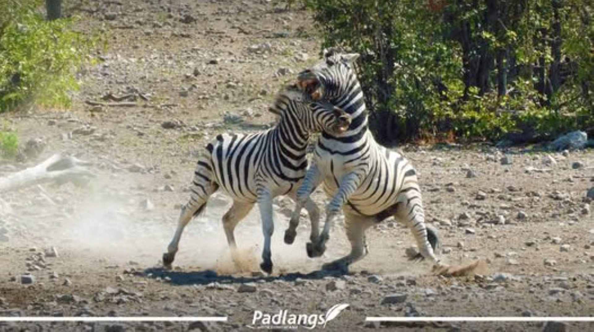 An Afternoon of Watching, Waiting and Wonder in Etosha