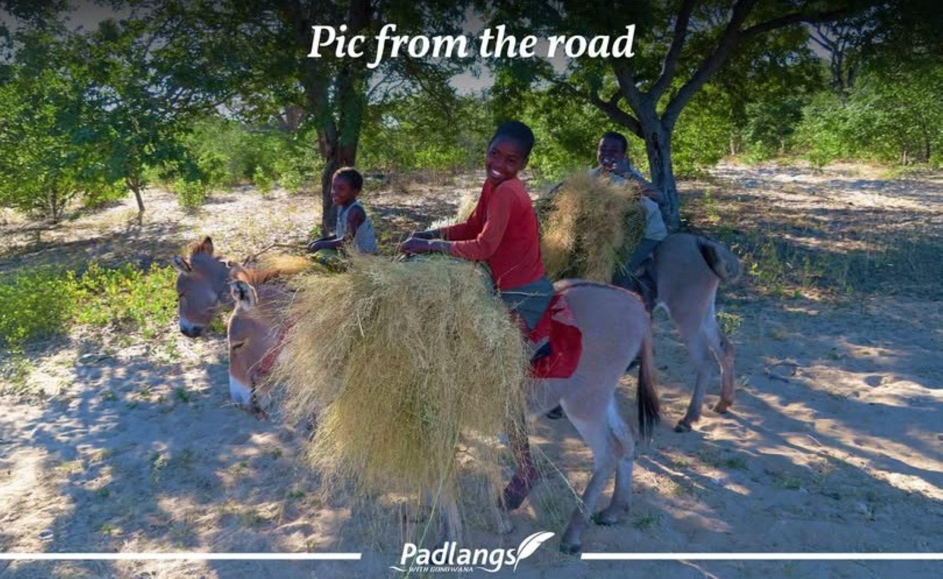 Andreas, Elizabeth and Agropena travelling by donkey cart near Rundu, carrying bundles of grass to trade for food, smiling as they pause for photos.