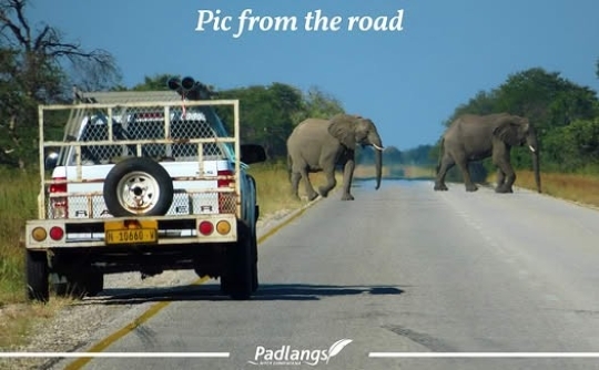 In Namibia's Zambezi Region, wildlife has the right of way. We pulled over for a elephant crossing in Bwabwata National Park