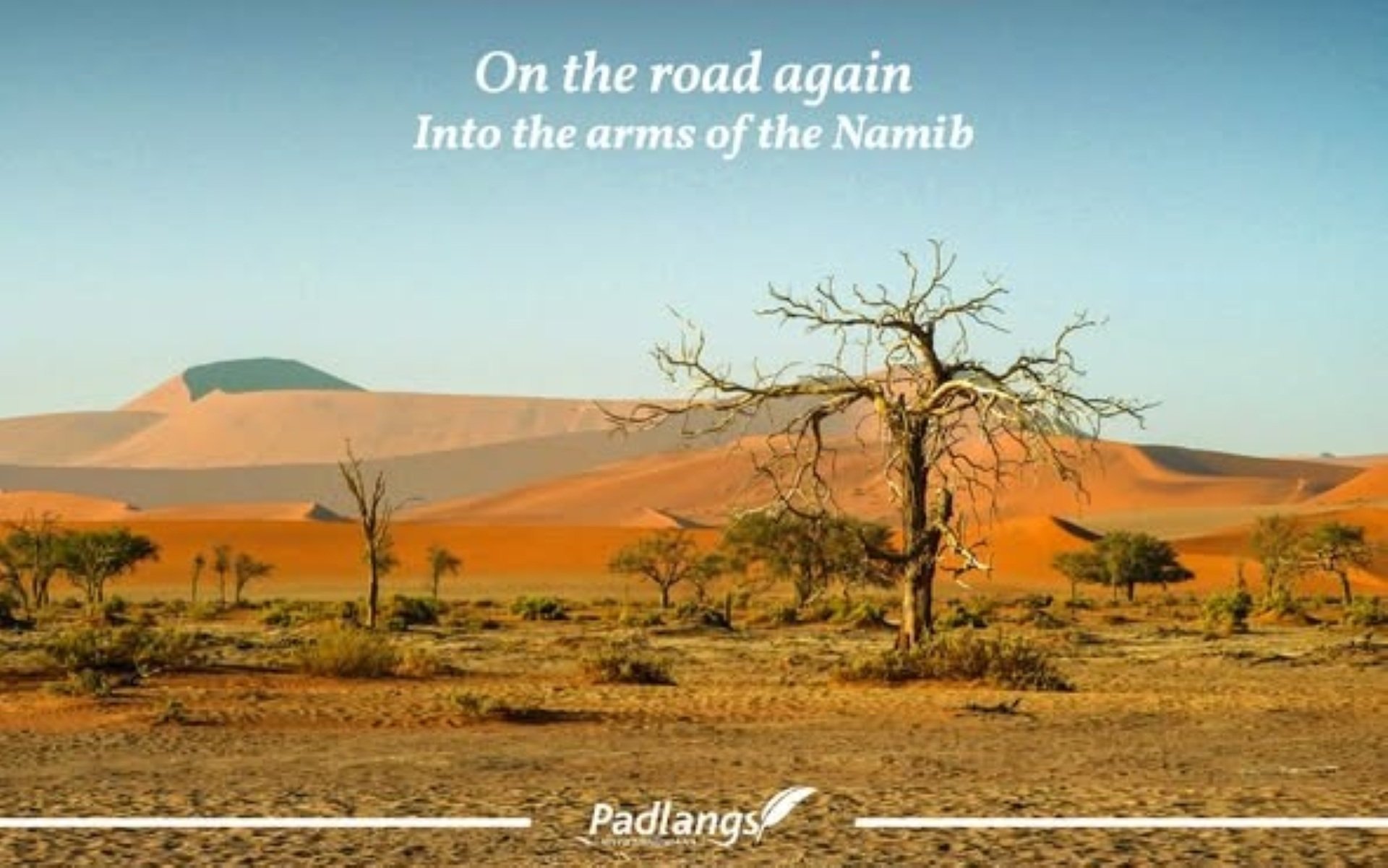 Namib Desert landscape with towering sand dunes, camelthorn trees, and gemsbok grazing near Namib Desert Lodge.