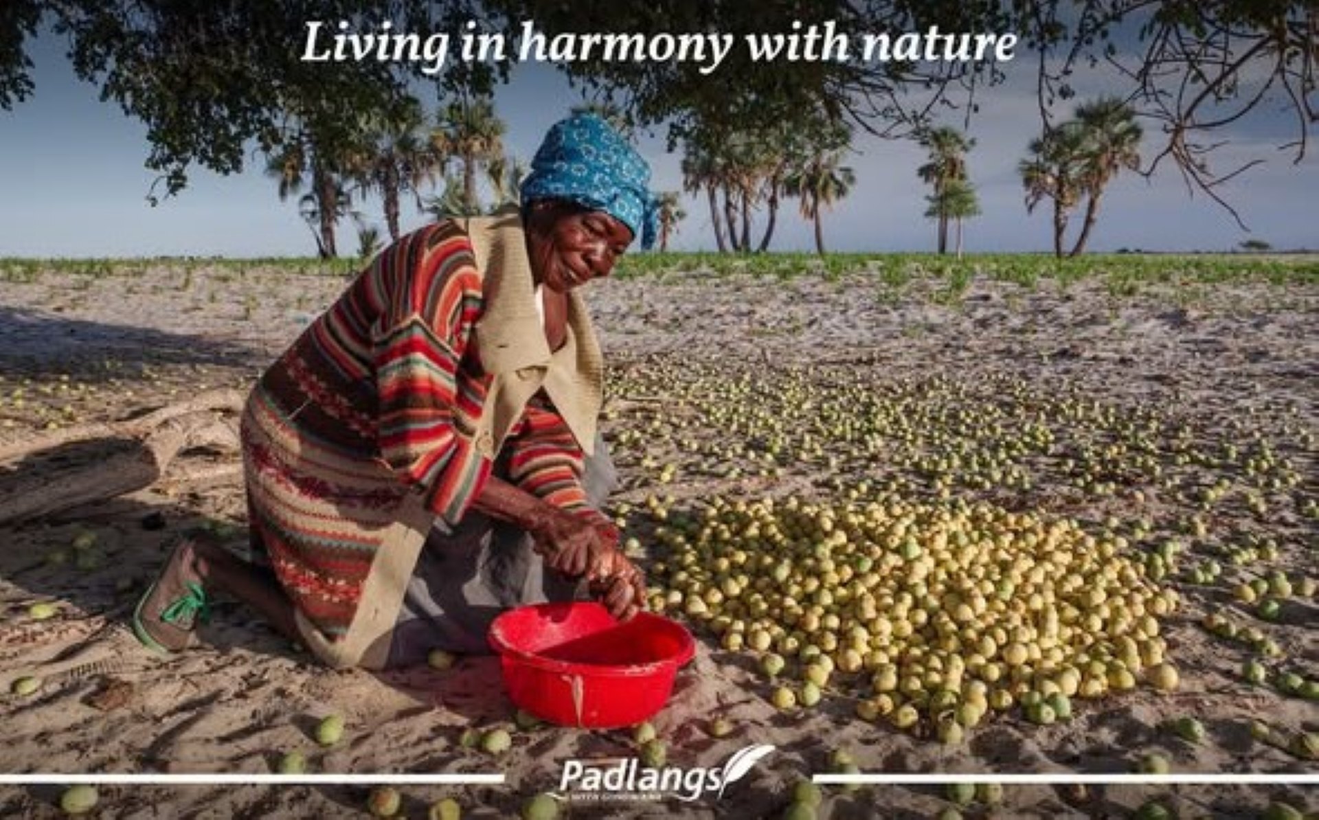 Overview of Aawambo traditional foods, highlighting seasonal fruits, leafy vegetables and legumes harvested from indigenous trees in northern Namibia.