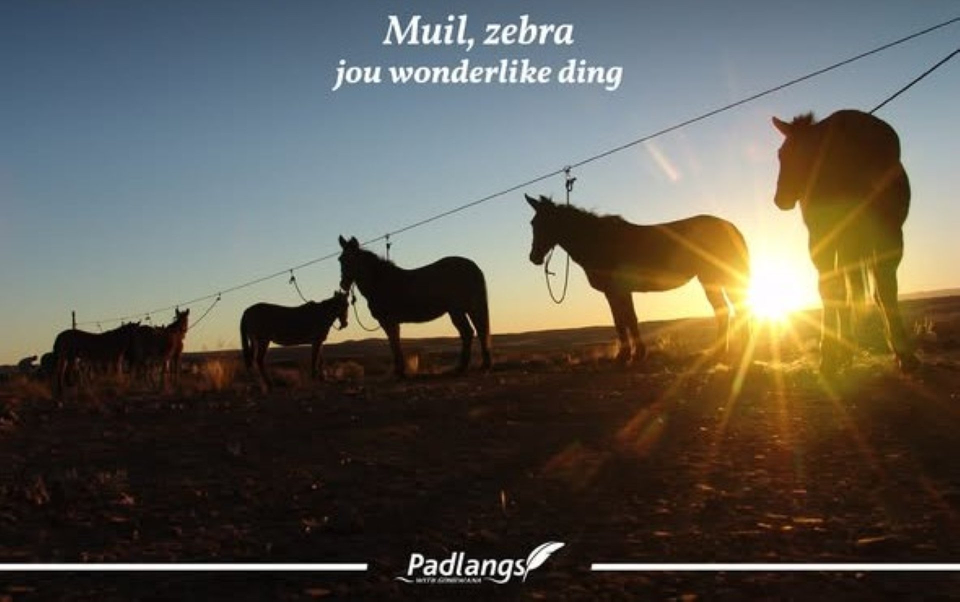 A young plains zebra standing among cattle on a Namibian farm, acting as a natural livestock guardian near the Etosha border.