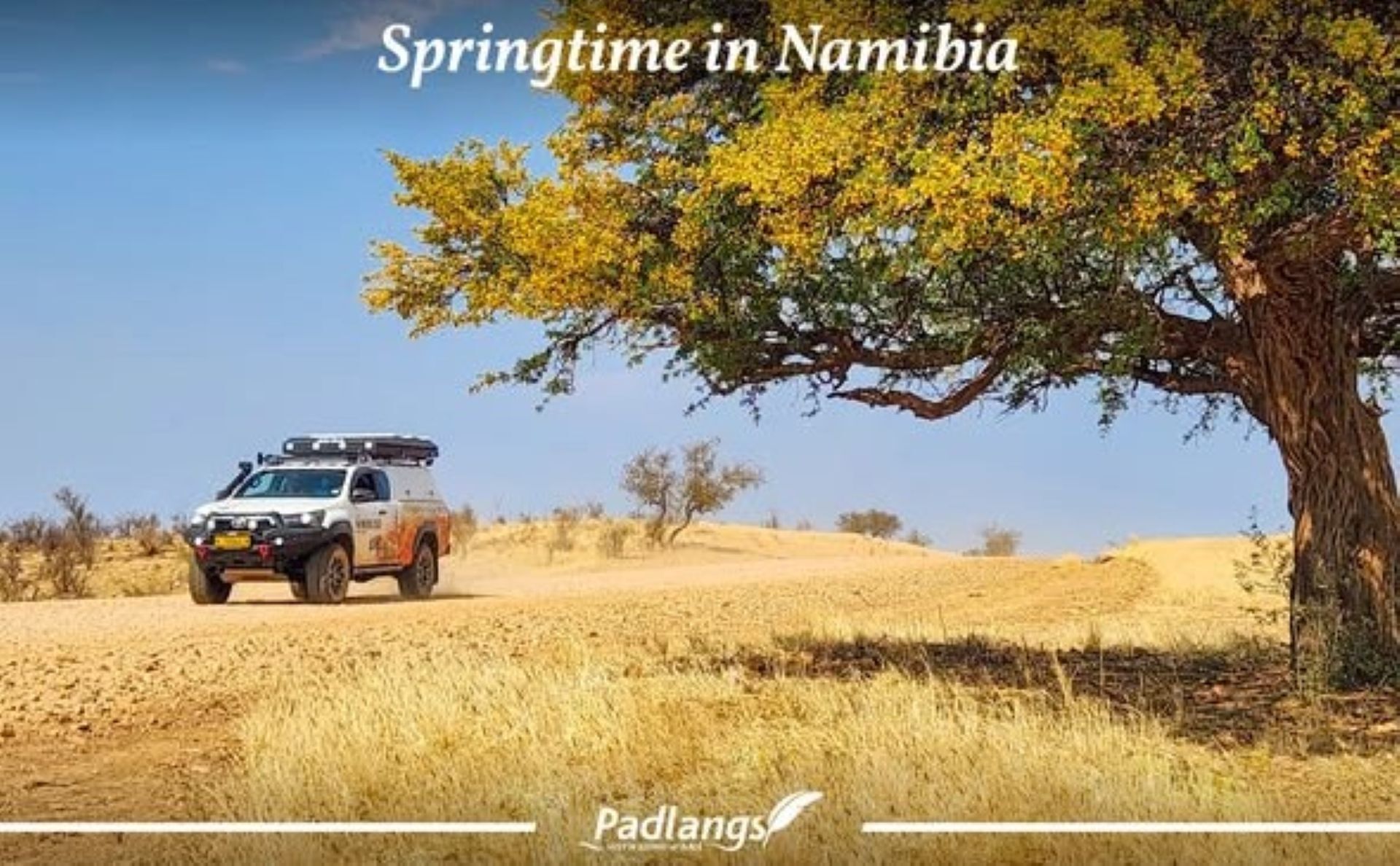 Acacia and albizia trees in bloom during Namibia’s dry season, attracting bees and signalling the arrival of spring rains.