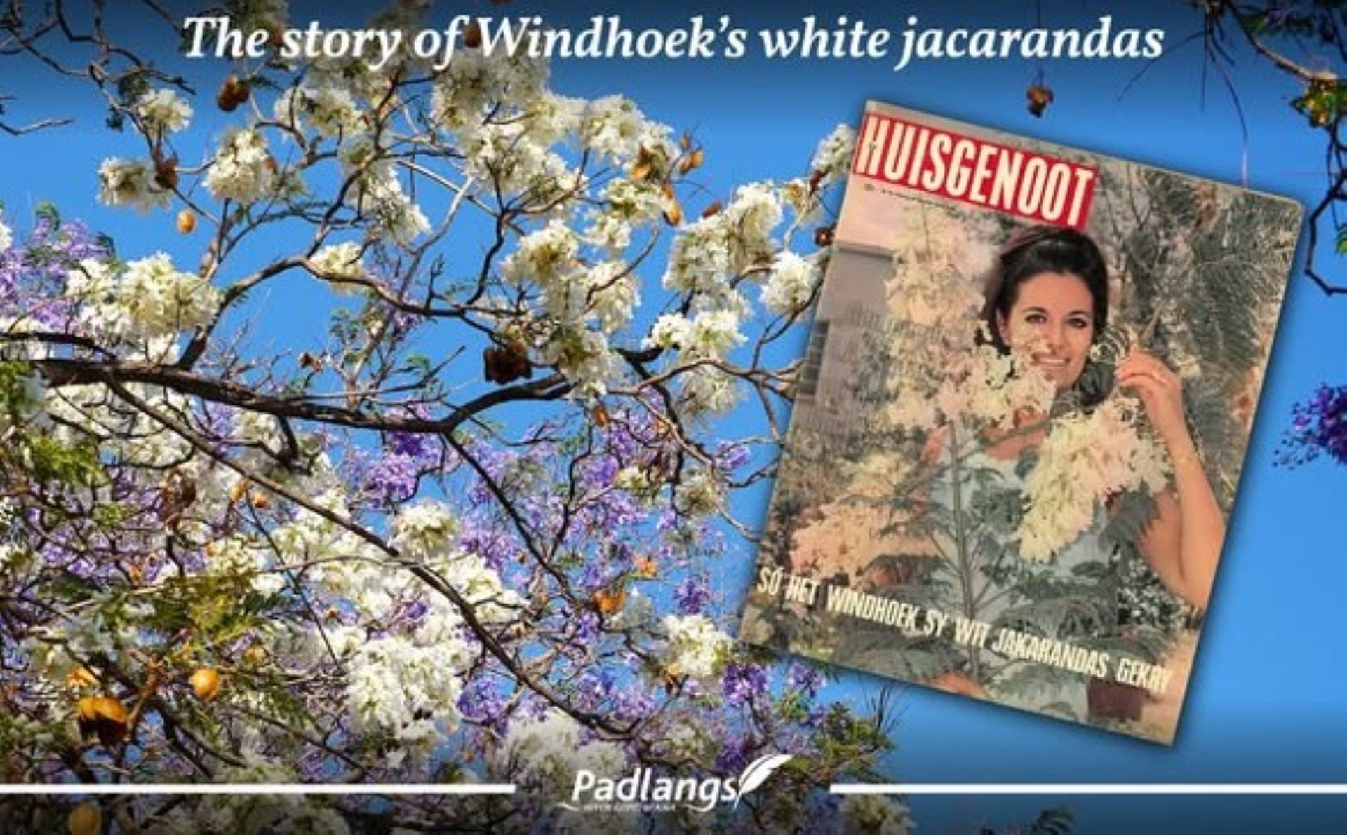 Vintage magazine cover showing white jacaranda branches, telling the story of how Windhoek received its rare white jacaranda trees in the 1960s.
