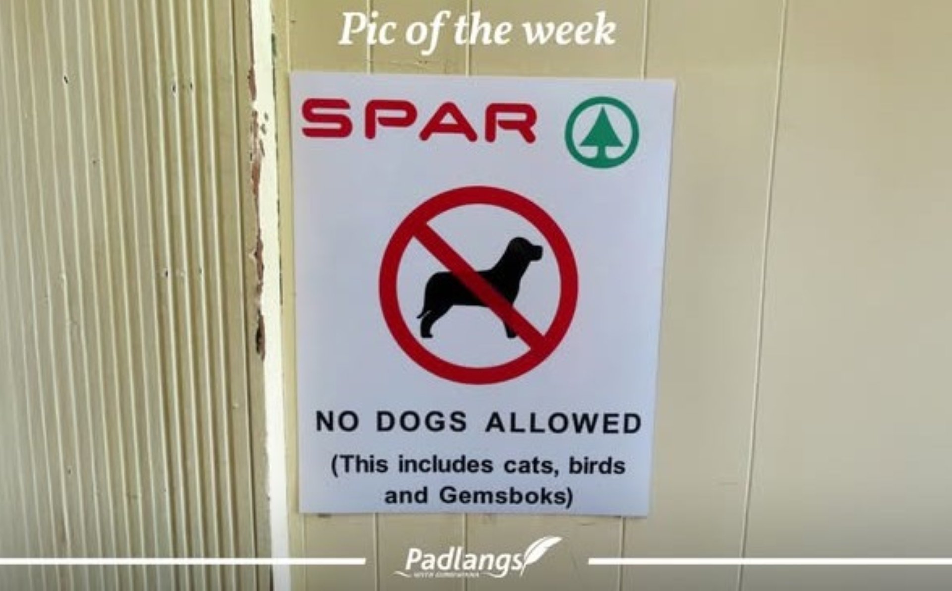 When Oryx Have Right of Way