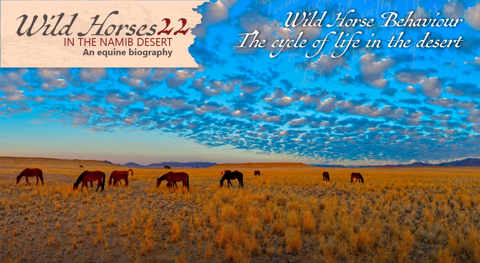 Wild Horses in the Namib - 22