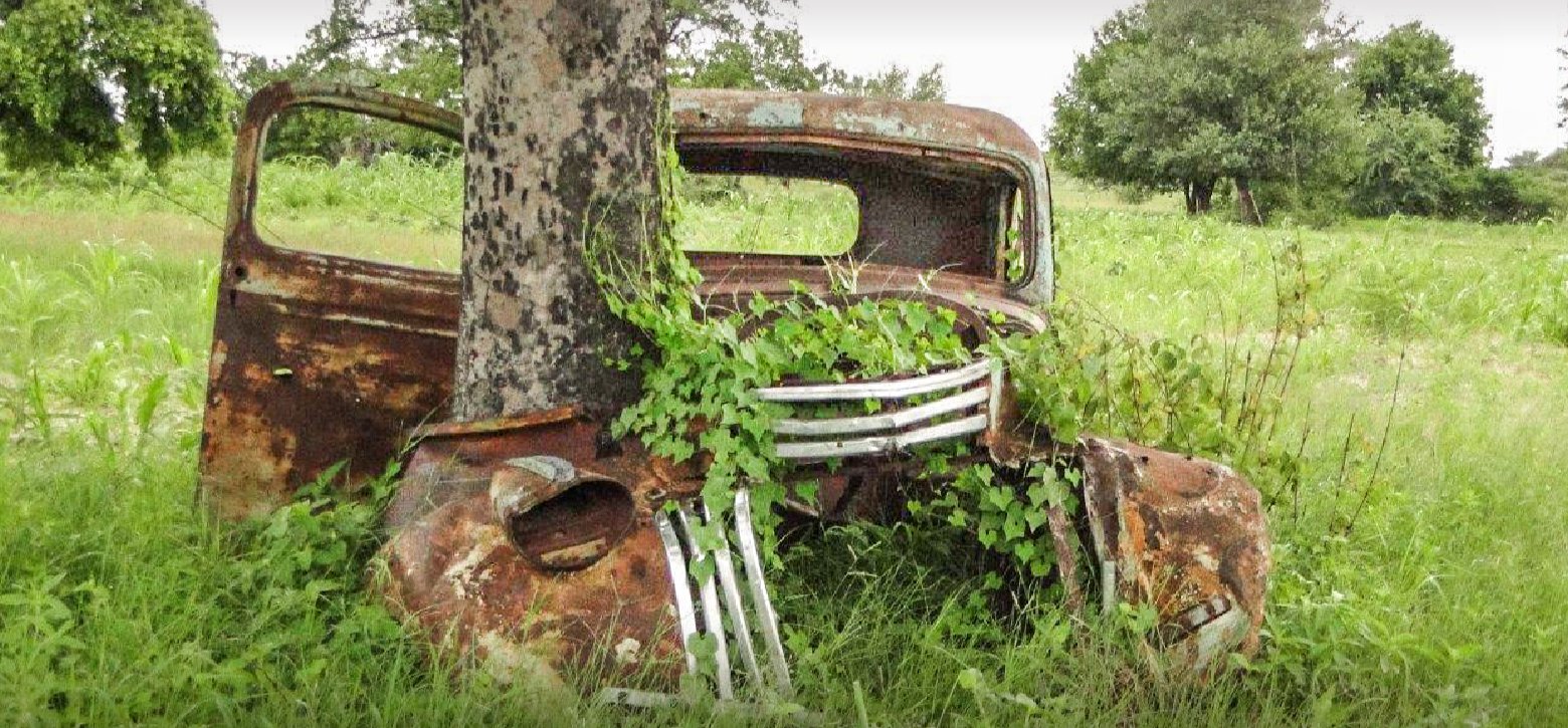 Planting a tree in our lifetime