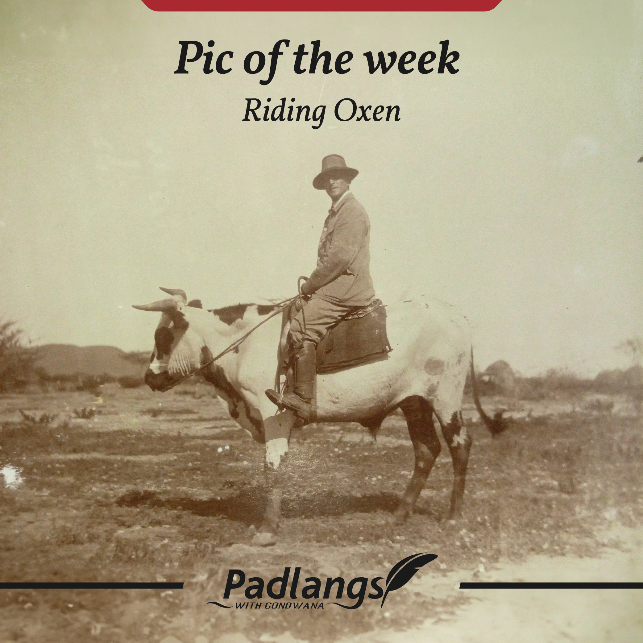 Riding an oxen, 100-year-old photo, Namibia