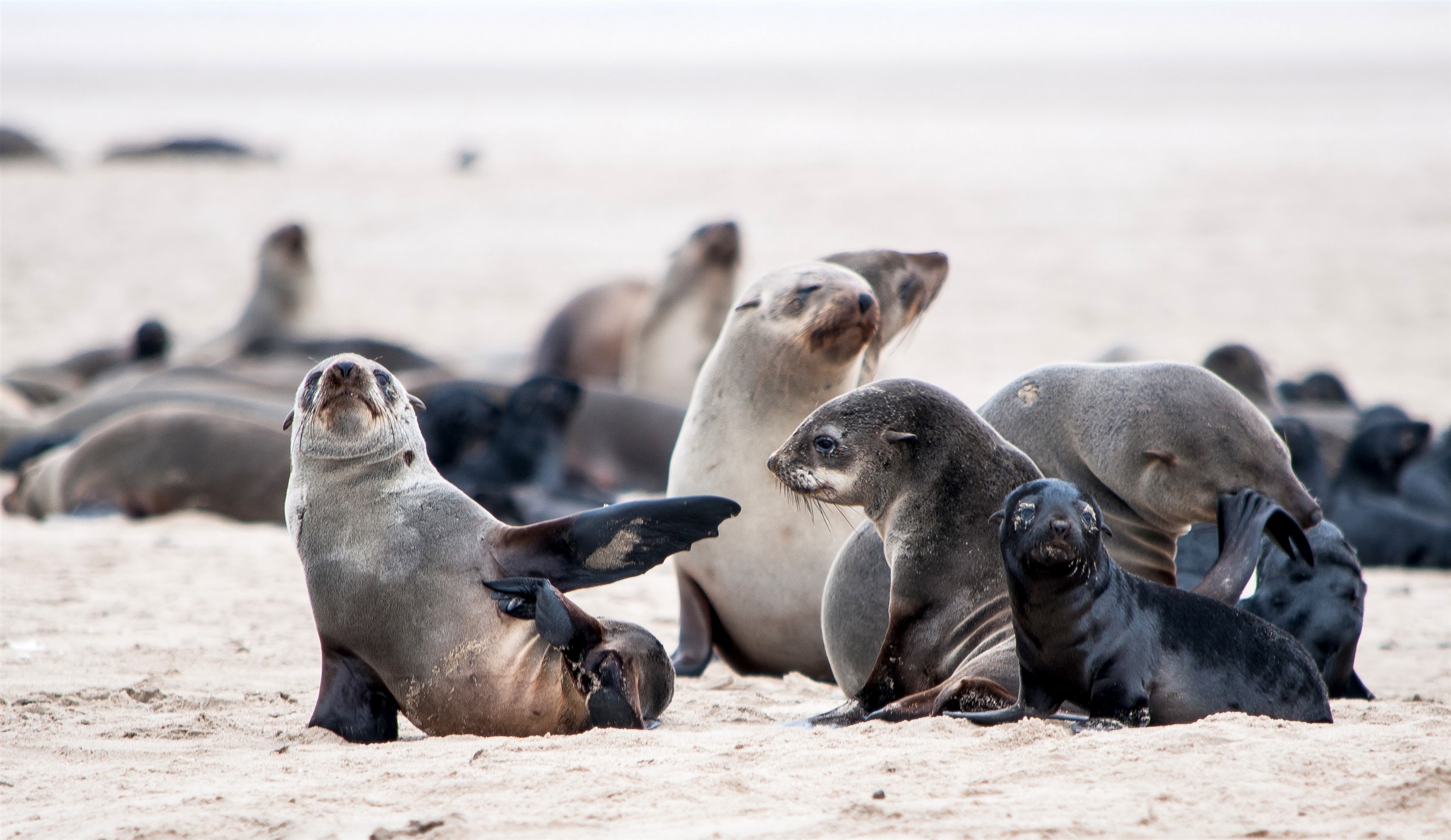 tourism companies in namibia