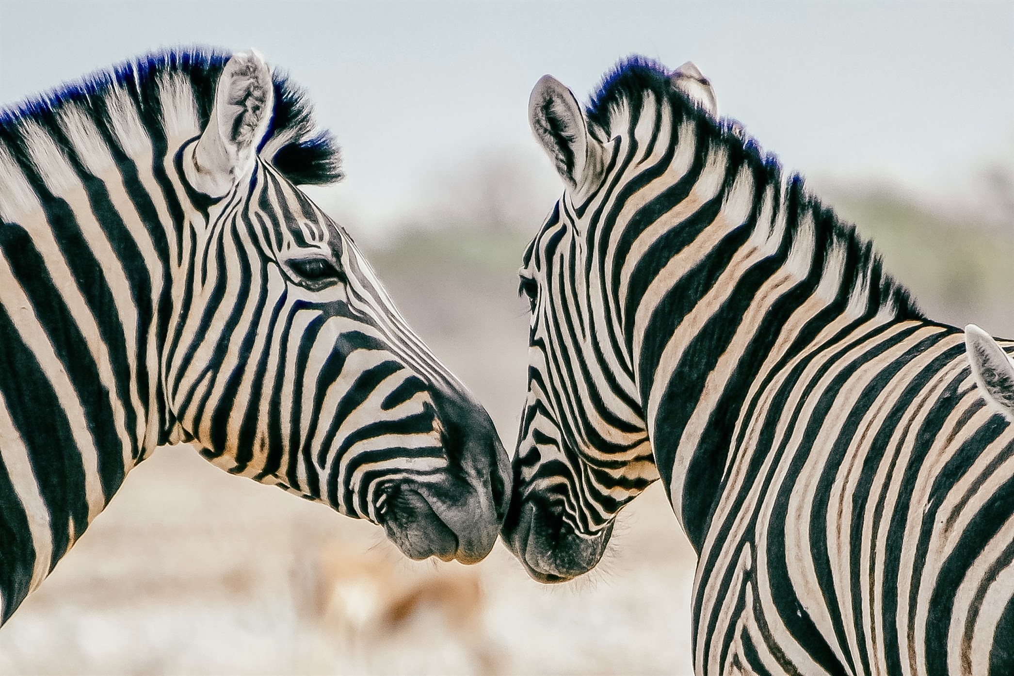 travel agency in namibia